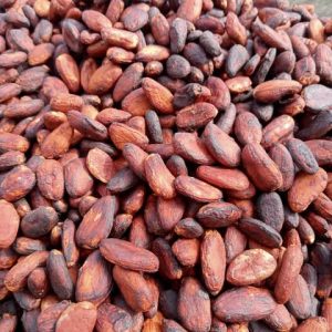 Non-Fermented Cacao Beans